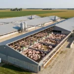 Large-scale commercial pig farming facility in the United States with modern hog barns