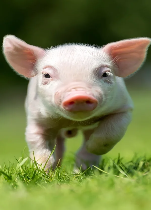 Young pink piglet running toward the camera on green grass with a blurred dark green background.