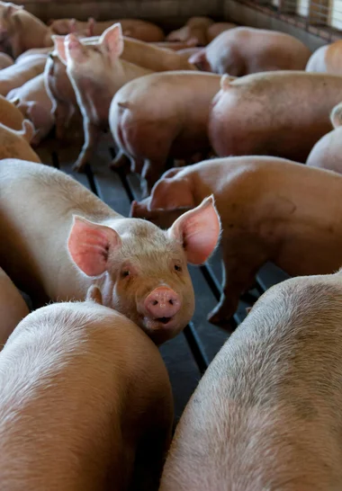 Several pink pigs standing closely together inside a barn, with one pig in the center facing the camera.