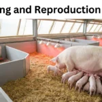 Breeding and Reproduction in Pigs displayed on a modern US pig farm showing a sow nursing healthy piglets in a farrowing crate