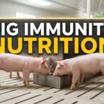 Pig Immunity Nutrition main cover showing healthy nursery pigs in a farm setup