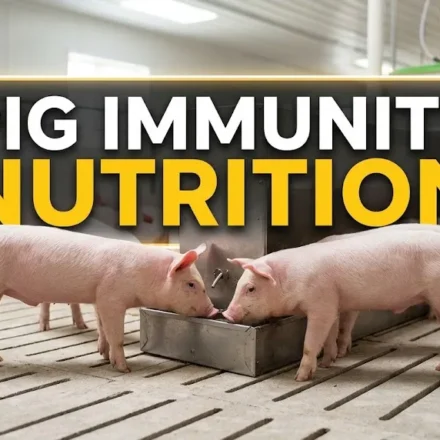 Pig Immunity Nutrition main cover showing healthy nursery pigs in a farm setup