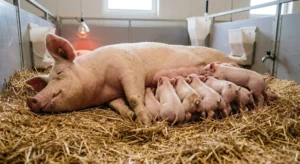 Sow nursing piglets showing colostrum transfer for passive immunity development