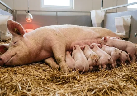 Sow nursing piglets showing colostrum transfer for passive immunity development
