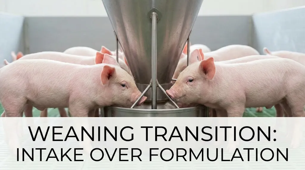 Weaned piglets eating at nursery feeder with text on feed intake priority