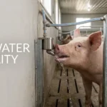 Pig water quality pathway from source through supply line and drinker to pig
