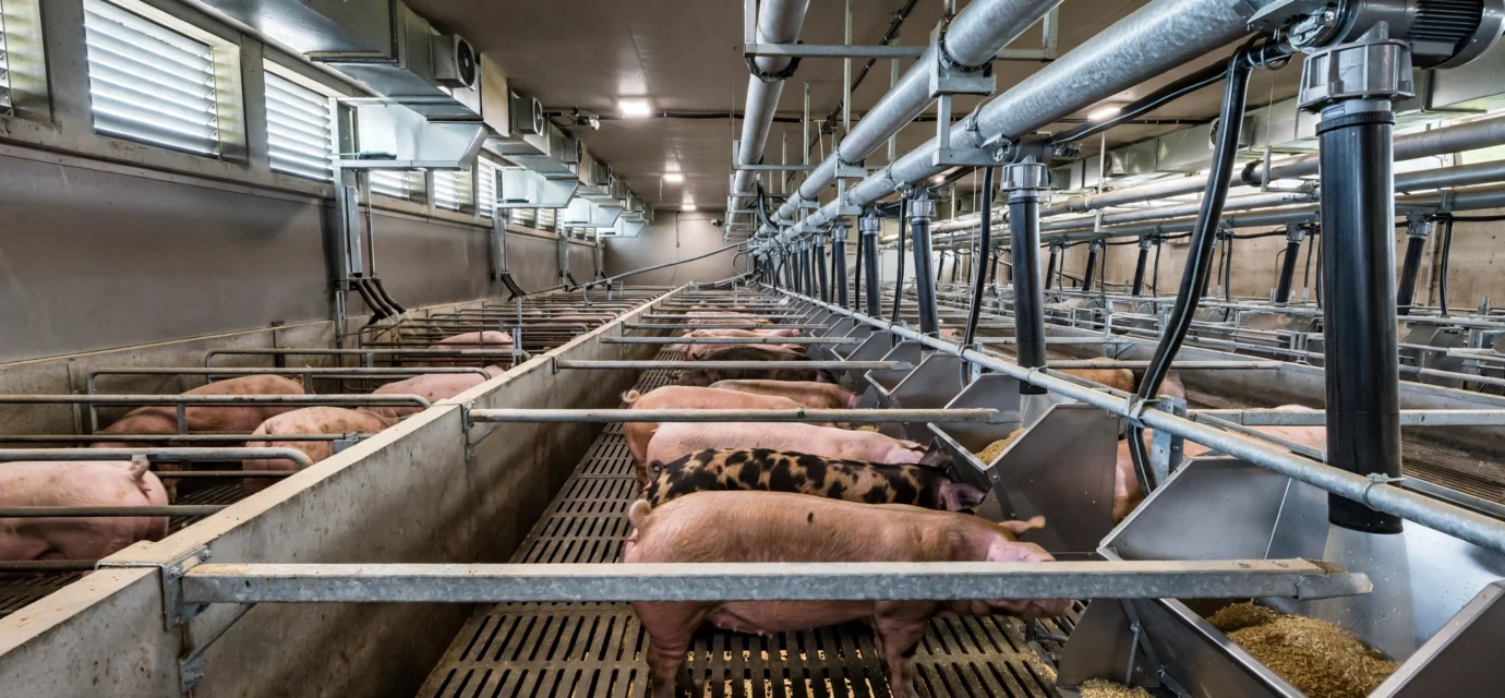 commercial pig feed management in a U.S. finishing barn