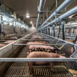 commercial pig feed management in a U.S. finishing barn