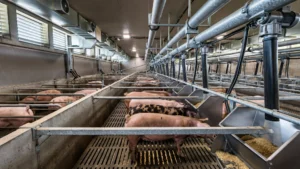 commercial pig feed management in a U.S. finishing barn