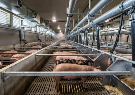 commercial pig feed management in a U.S. finishing barn