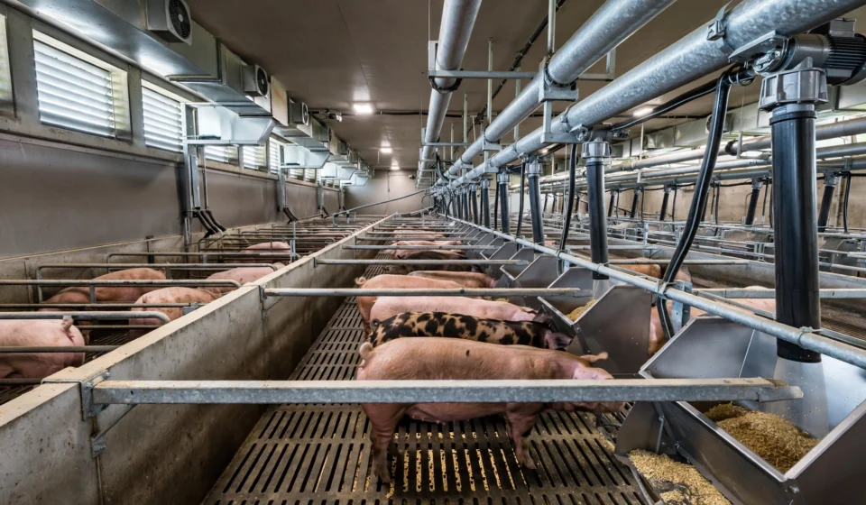Commercial Pig Feed Management: Cutting Waste and Feed Cost commercial pig feed management in a U.S. finishing barn