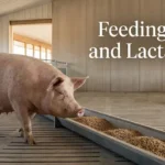 Feeding Pregnant and Lactating Sows: Two Phases, One Continuous Decision Feeding pregnant and lactating sows in a modern U.S. pig farm