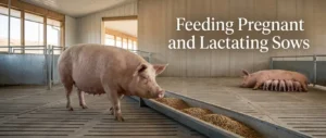 Feeding pregnant and lactating sows in a modern U.S. pig farm