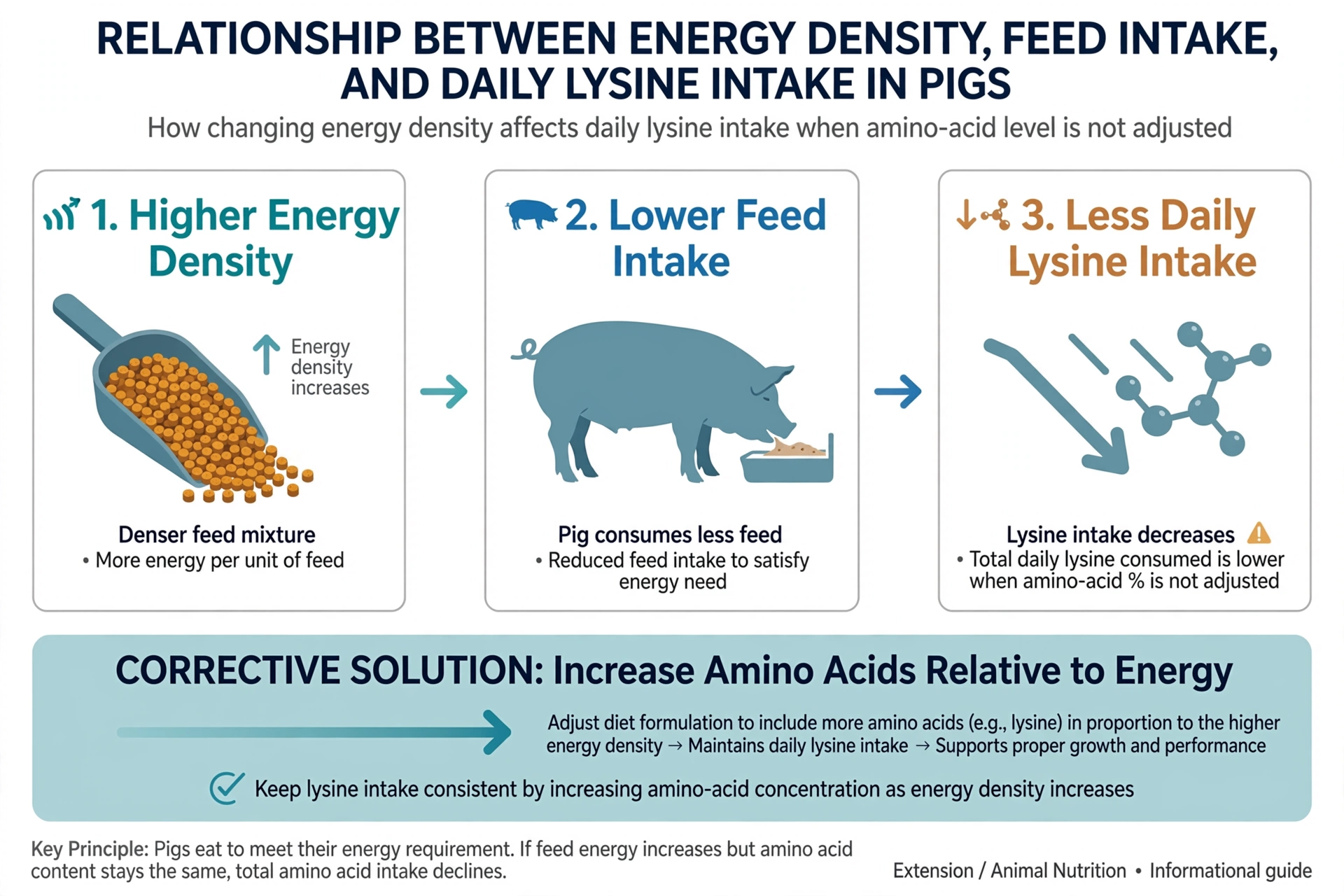 Chart showing how rising energy density in pig feed reduces daily feed intake and lysine intake