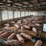 Smart pig farming technology using cameras, sensors and data analytics