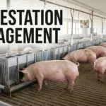 Pig gestation management in a commercial barn with pregnant sows and individual feeding stations