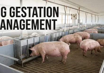 Pig gestation management in a commercial barn with pregnant sows and individual feeding stations