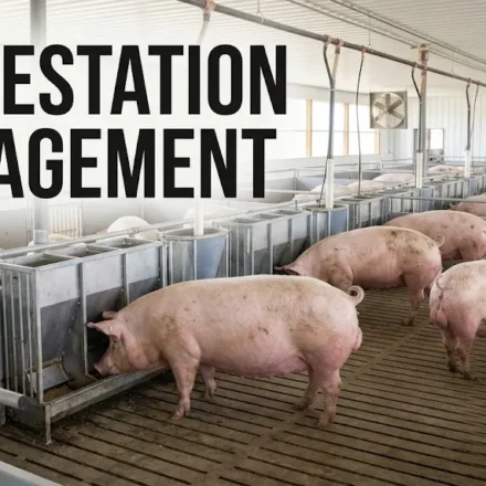 Pig gestation management in a commercial barn with pregnant sows and individual feeding stations