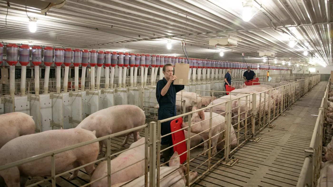 Early gestation sow care in a quiet commercial pig barn
