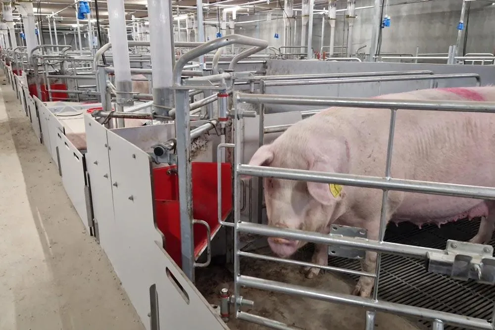Pregnant sow in a prepared commercial farrowing room before giving birth