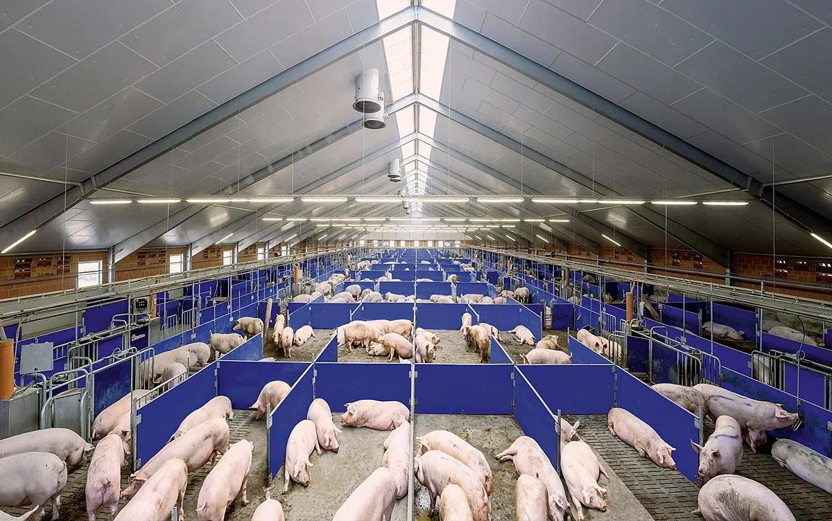 Group housing for pregnant sows with individual feeding stations in a commercial pig barn